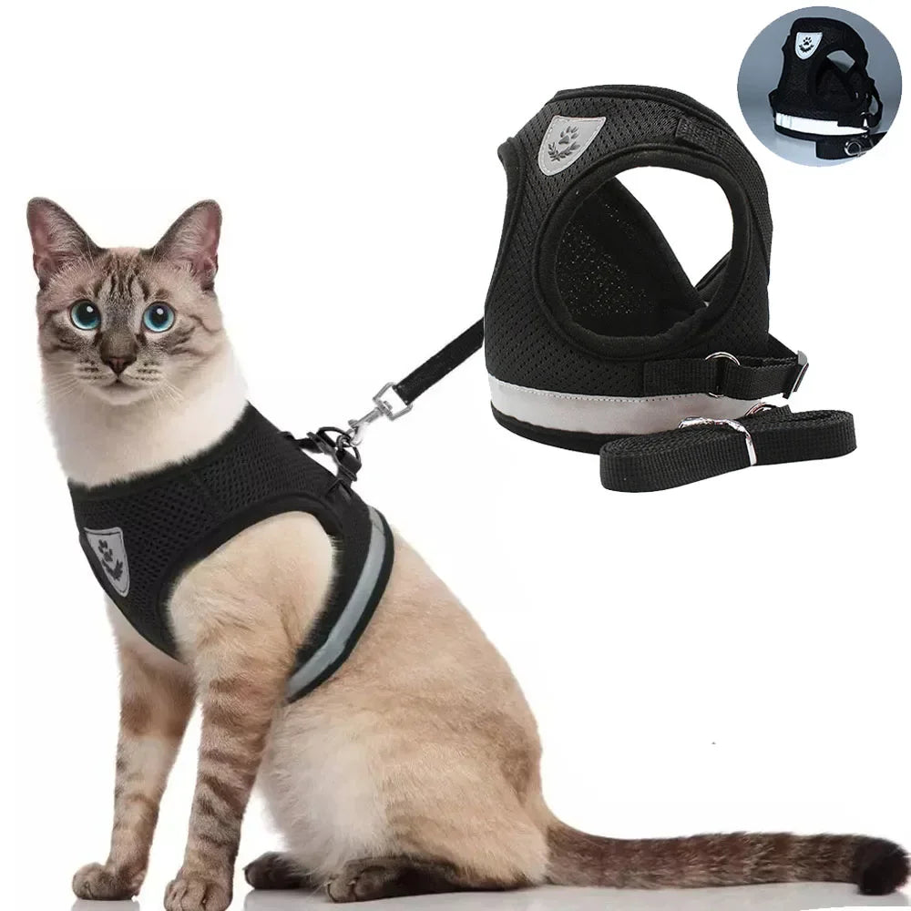 Collars, Leashes and Harnesses for Cats